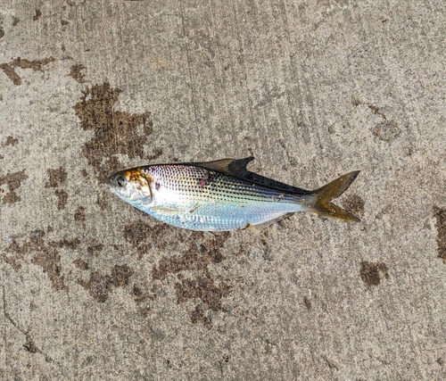 コノシロの釣果