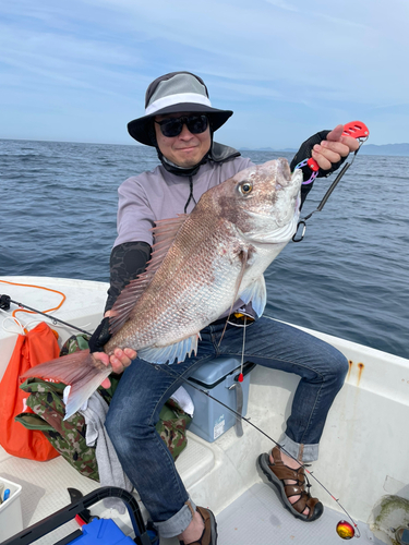 マダイの釣果