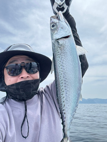 サバの釣果