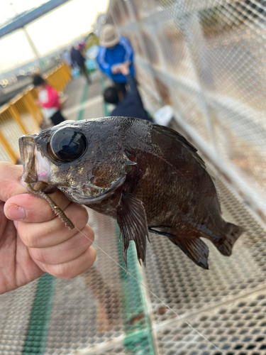 磯子海づり施設