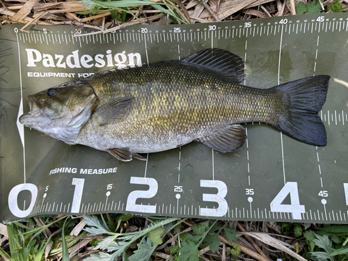 スモールマウスバスの釣果