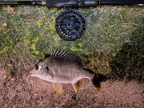 キビレの釣果