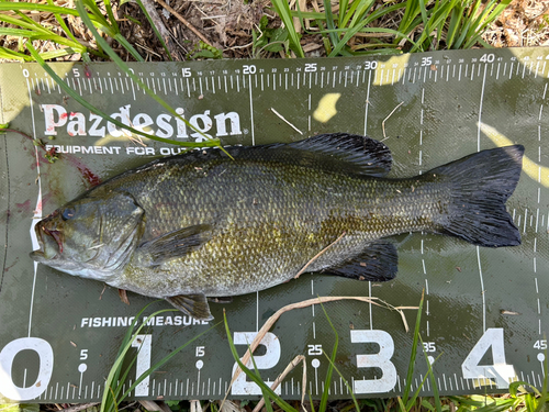 スモールマウスバスの釣果