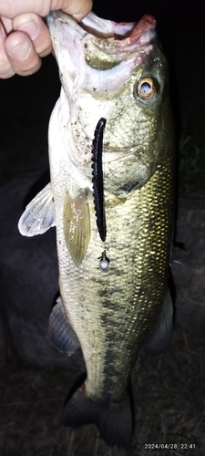 ブラックバスの釣果