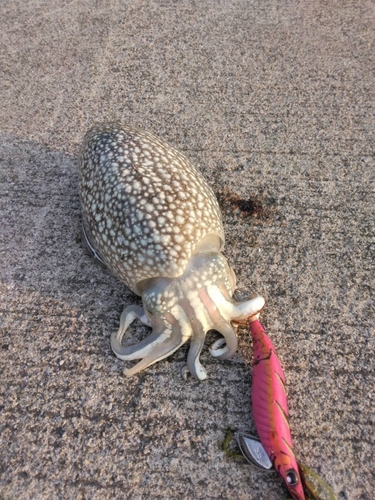 シリヤケイカの釣果