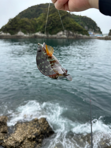 ベラの釣果