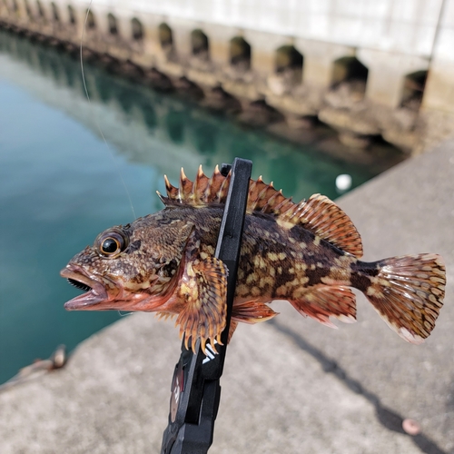 カサゴの釣果