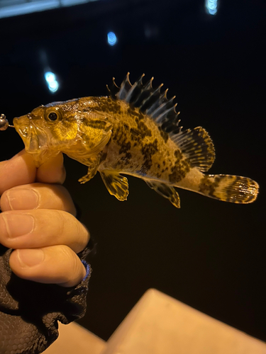 タケノコメバルの釣果