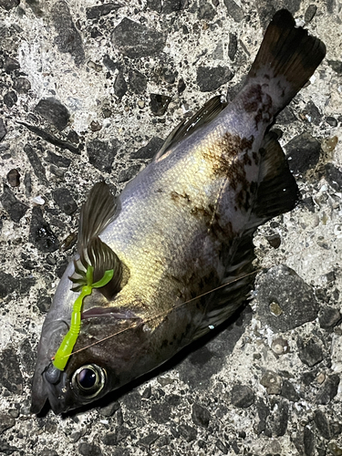 クロメバルの釣果