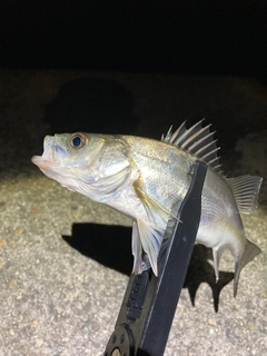 セイゴ（マルスズキ）の釣果