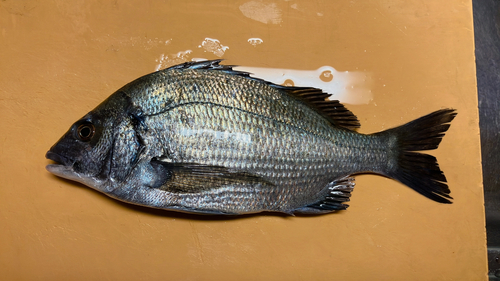 ミナミクロダイの釣果