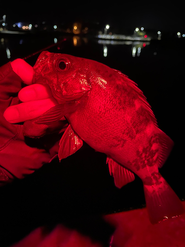 魚津漁港