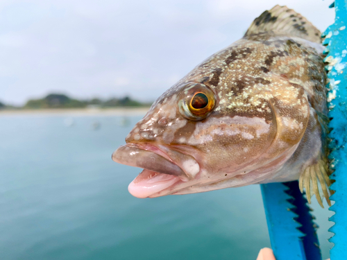 アイナメの釣果