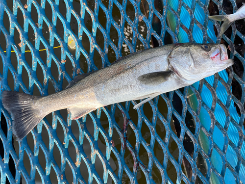 フッコ（マルスズキ）の釣果