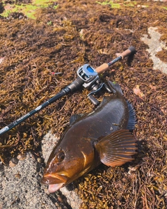 アイナメの釣果