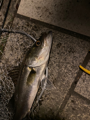 スズキの釣果