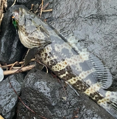 チャイロマルハタの釣果