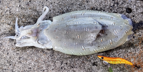 カミナリイカの釣果