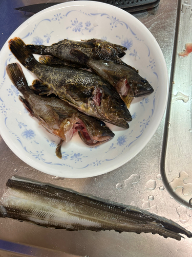 メバルの釣果