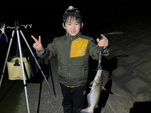 アメリカナマズの釣果