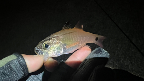 ネンブツダイの釣果