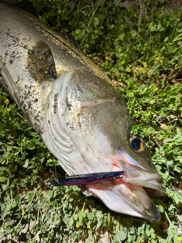 スズキの釣果