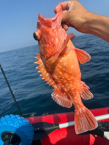 ウッカリカサゴの釣果