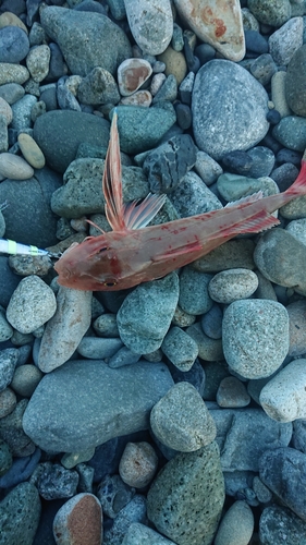 ホウボウの釣果