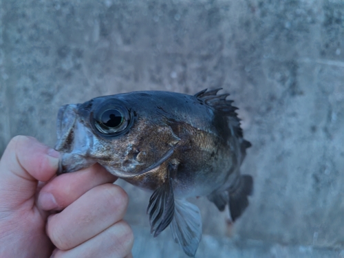 クロメバルの釣果