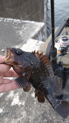 ソイの釣果