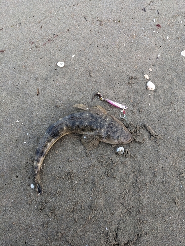 マゴチの釣果