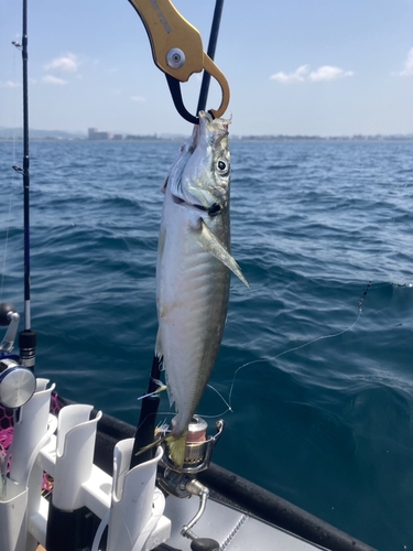 マアジの釣果