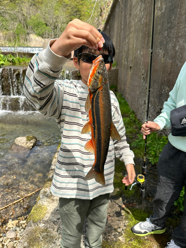 ウグイの釣果