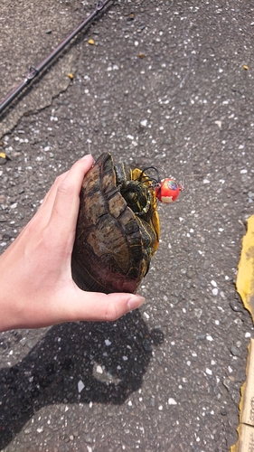 高知県東部