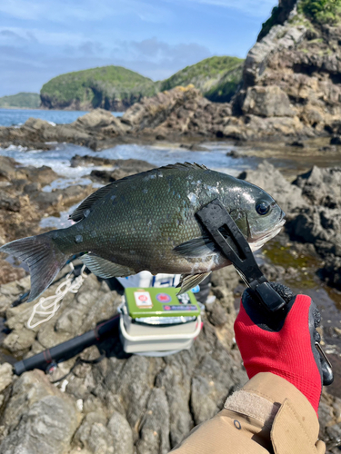 メジナの釣果