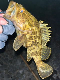 タケノコメバルの釣果