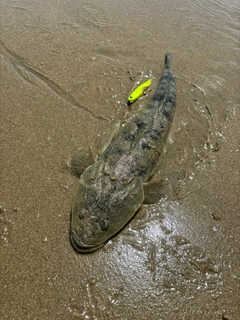 マゴチの釣果