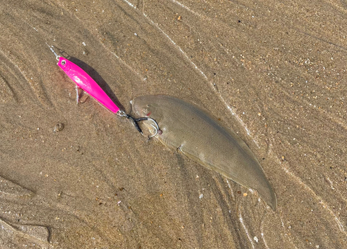 シタビラメの釣果