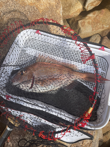 タイの釣果