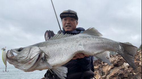 ヒラスズキの釣果