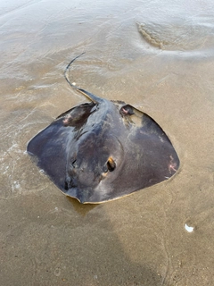 アカエイの釣果