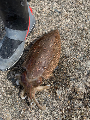 カミナリイカの釣果