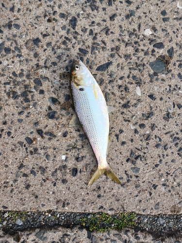 コノシロの釣果