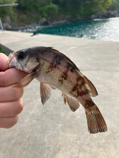 メバルの釣果