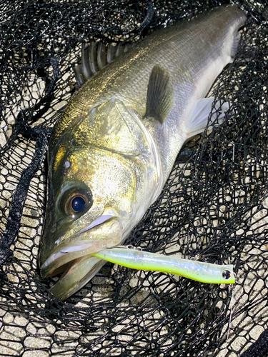 フッコ（マルスズキ）の釣果