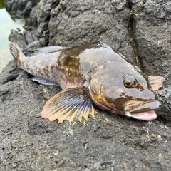 アイナメの釣果