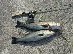 シーバスの釣果