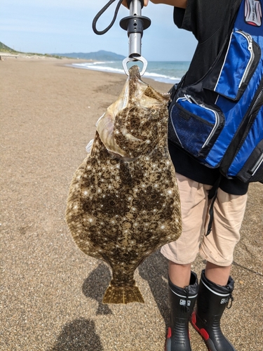 ヒラメの釣果