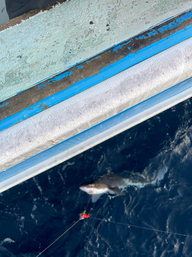 サメの釣果