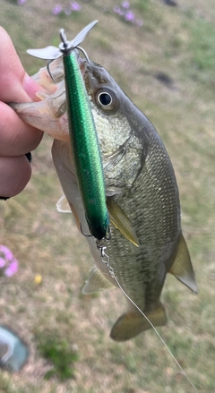 ブラックバスの釣果